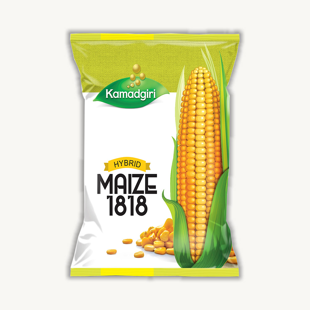 Hybrid Maize Seed 1818