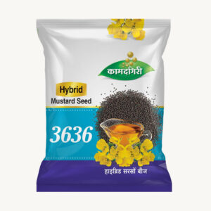 Hybrid Mustard Seed 3636