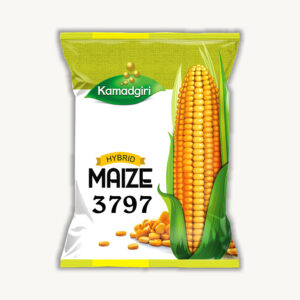 Hybrid Maize Seed 3797