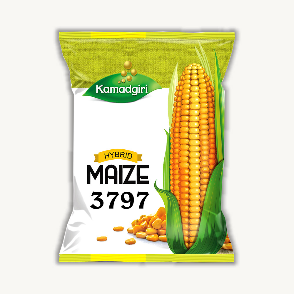 Hybrid Maize Seed 3797