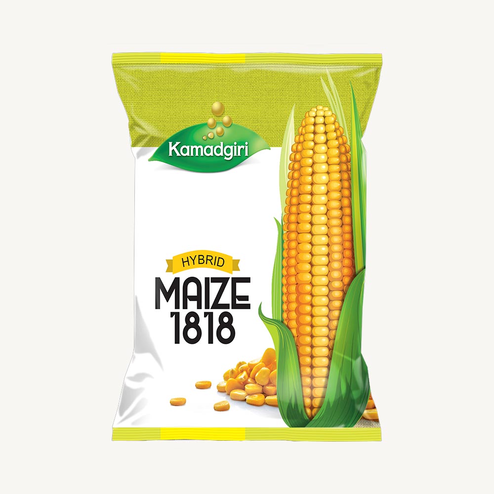 Hybrid Maize 1818
