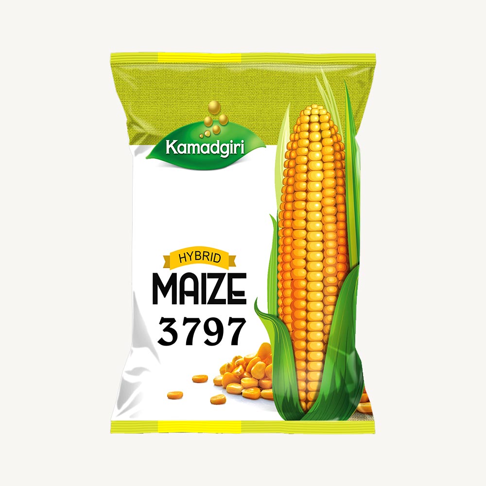 Hybrid Maize Seed 3797