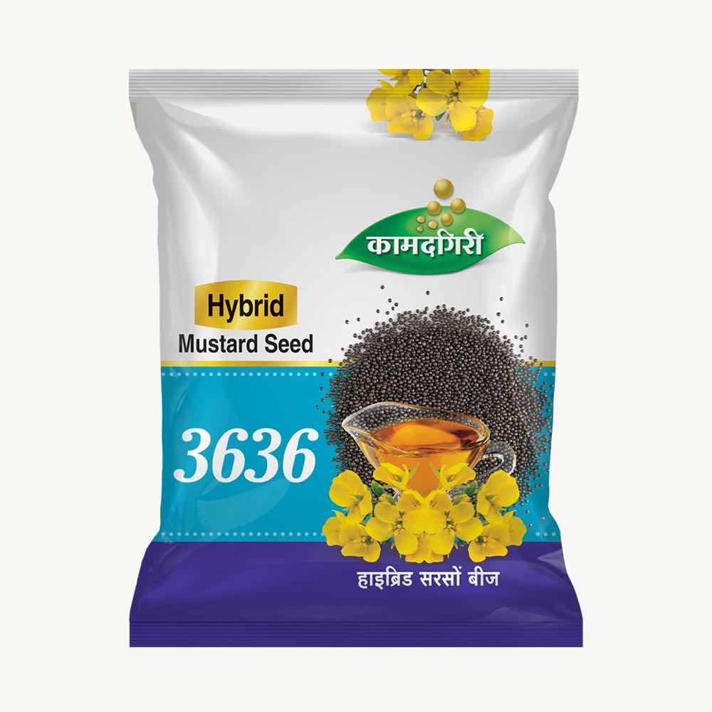 Hybrid Mustard 3636