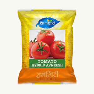 Tomato-Avneesh