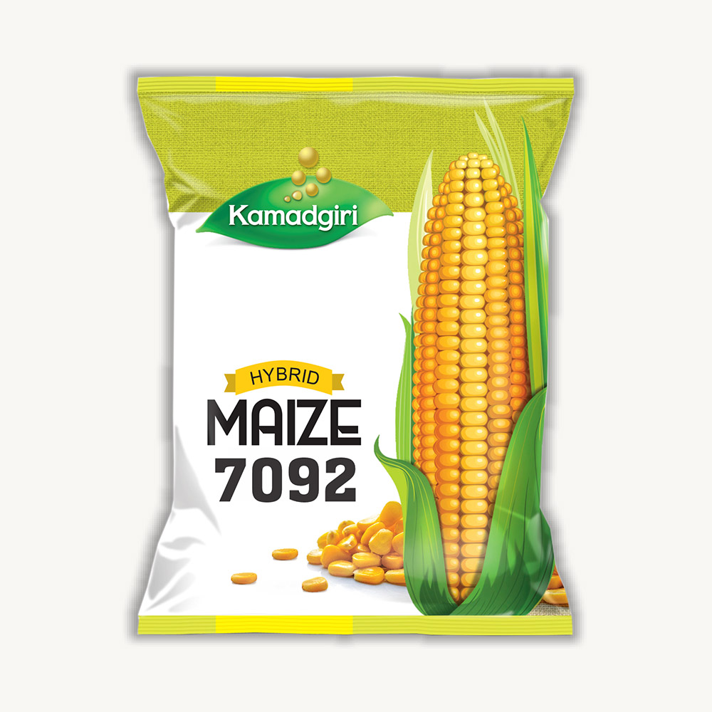 Hybrid Maize 7092