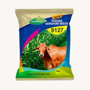 Fodder Sorghum 8127